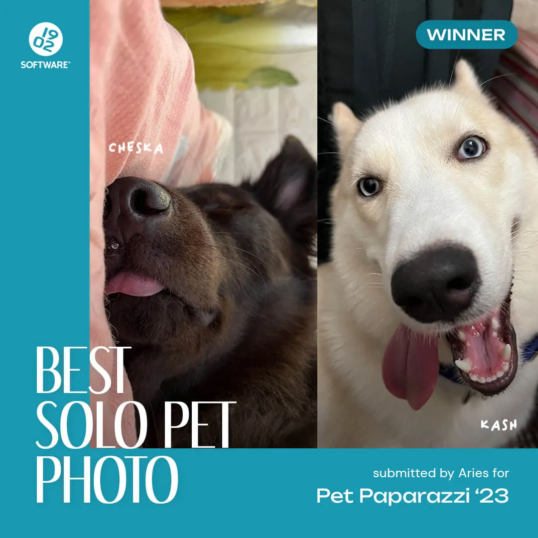 Two photos of dogs side by side; left is Cheska, a dark dog resting with tongue out, right is Kash, a white dog with blue eyes and tongue out, labeled winner.